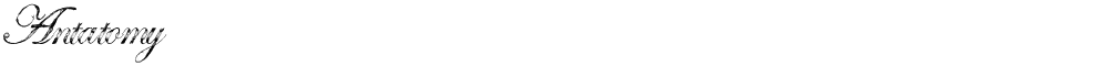 Antatomy